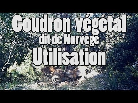 Goudron vegetale, norvege